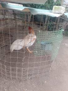 Ayam Pakoy