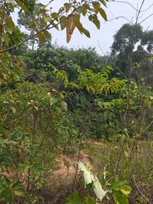 Tahah Pertanian 2.5 Ekar Kg. Sempadan Lanchang Pahang