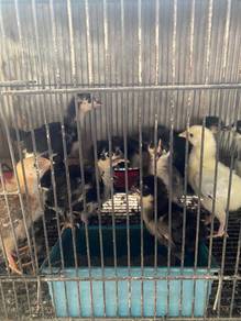 Anak Ayam Penelur Baka Tulen