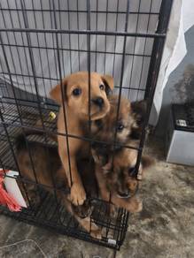 poodle mix