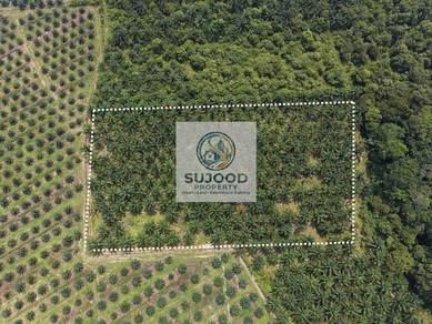 Kebun Sawit Freehold Kg Temai Seberang Pekan, Pahang