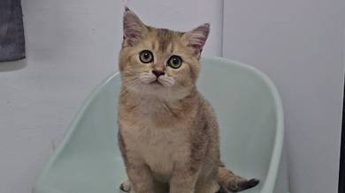 BSH NY11 British Short Hair Kitten kucing jantan