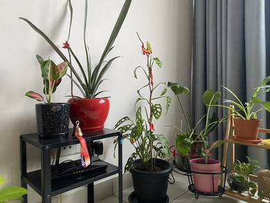 indoors plants