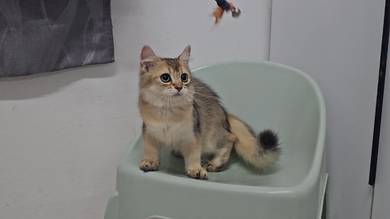 BLH British Long Hair Kitten