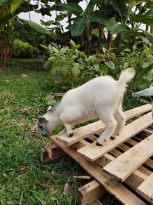 Kambing Pygmy