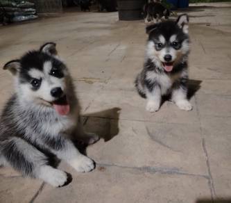 Siberian Husky puppy