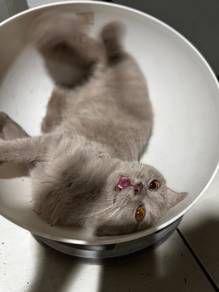 british shorthair bsh