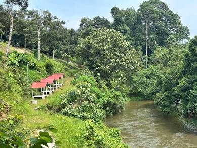 GLAMPING CAMP & KEBUN DURIAN - Jalan Ampang Pecah Rasa Kuala Kubu Baru