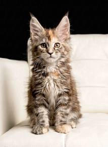 W9 Maine Coon