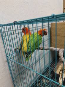 Lovebird