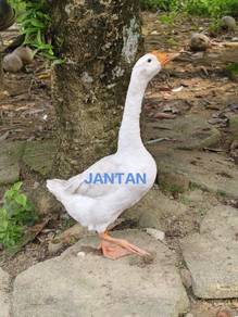 Angsa sepasang