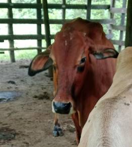 Lembu Betina