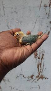 Burung lovebirds