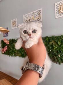 Scottish fold ns11 kucing cat silver folded