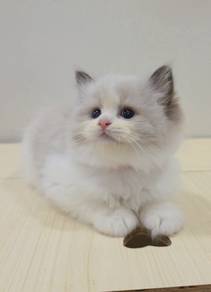 ragdoll 