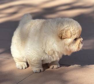 FLUFFY CHOW CHOW PUPPIES C335 🌻 Female Available