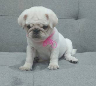 PUG PUPPIES 694 🌻 Male puppy