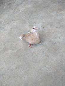 Ring Neck Dove / Java Terkukur - Tame 5 weeks old.