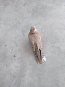 Ring Neck Dove / Java Terkukur - Tame 5 weeks old.