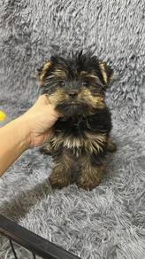约克夏 女
Yorkshire Terrier
Female
AF-2
Dob : 26-06-26