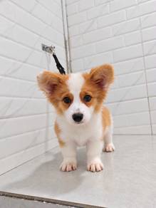 Corgi