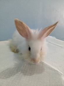 Arnab Pet untuk Rehome