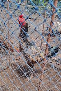 Ayam