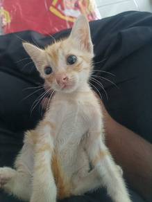kucing free