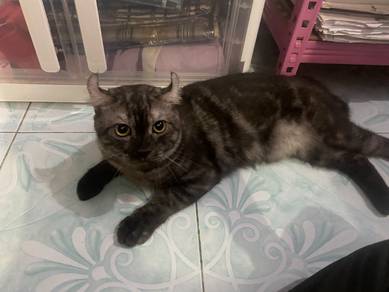 parsi american curl