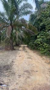 Kebun Kelapa Sawit Kuala Kangsar