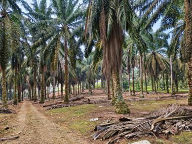 Kulai Sedenak Kampung Murni 8 Acres Oil Palm Land,Kulai