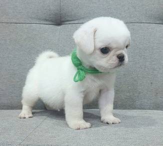 PUG PUPPIES 699 🌻 Male puppy