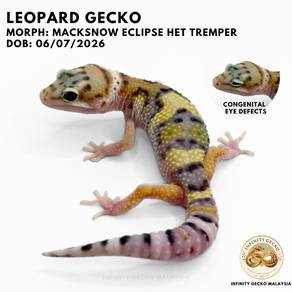 PET ONLY Leopard Gecko Macksnow Eclipse