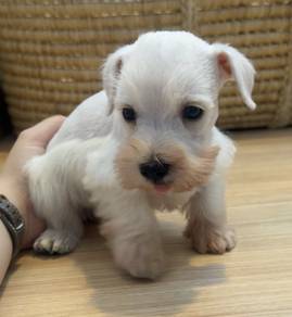 SCHNAUZER MINIATURE PUPPIES VIP78 🌻 雪纳瑞 Male