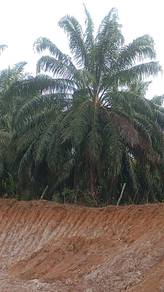 Palm Oil Land