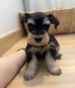 SCHNAUZER MINIATURE PUPPIES X70 🌻 雪纳瑞Female