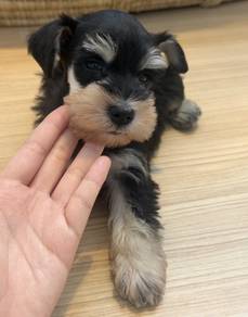 SCHNAUZER MINIATURE PUPPIES X71 🌻 雪纳瑞Female