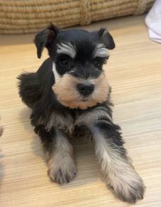 SCHNAUZER MINIATURE PUPPIES X73 🌻 雪纳瑞Female