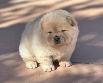 FLUFFY CHOW CHOW PUPPIES C337 🌻 Cream Available