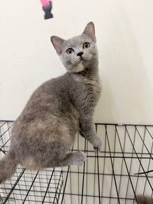 BSH for rehome