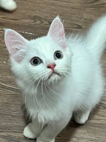 Kitten DLH mix | Male | 3 Months Old
