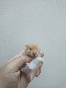 hamster syrian