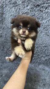 博美男
pomeranian
malae
M1
3088