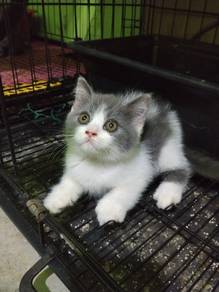 Bsh Male