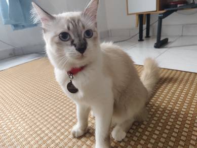 Kucing Rehome