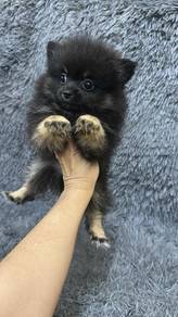 博美女
Pomeranian 
Female
F1
dob 2个多大