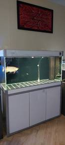 Aquarium dan Ikan Arowana Malaysian Golden