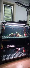 Akuarium dan ikan kaloi dan oscar