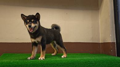Shiba Inu Black & Tan big head