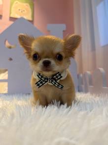 Mini Long Coat Chihuahua  🐾